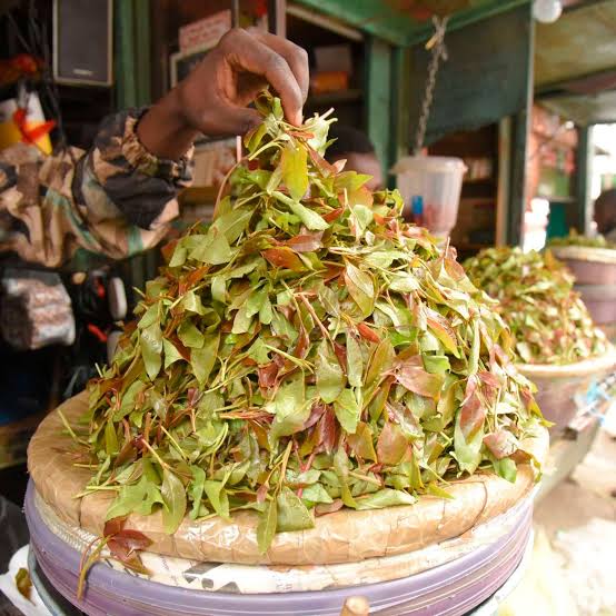 The growing use of muguka among Kenyan youth has sparked concern over public health, productivity and the government’s handling of the stimulant crop.